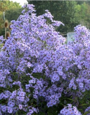 Aster cordifolius \